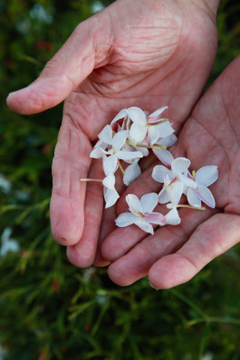 Close-up of jasmine flowers at Chanel fields in Grasse, France 