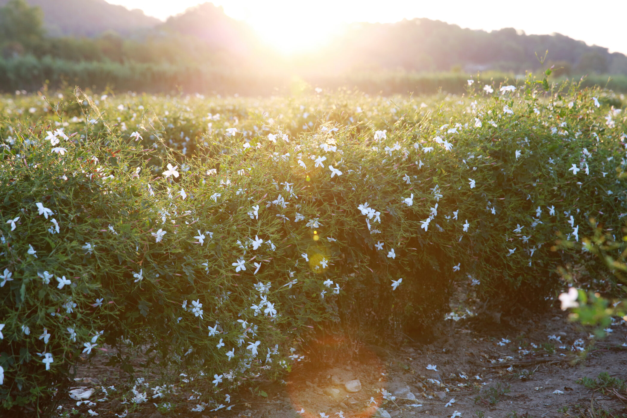 Chanel jasmine field in Grasse, France, at sunrise 
