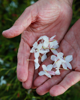 close-up of picked jasmine flowers in Grasse, France